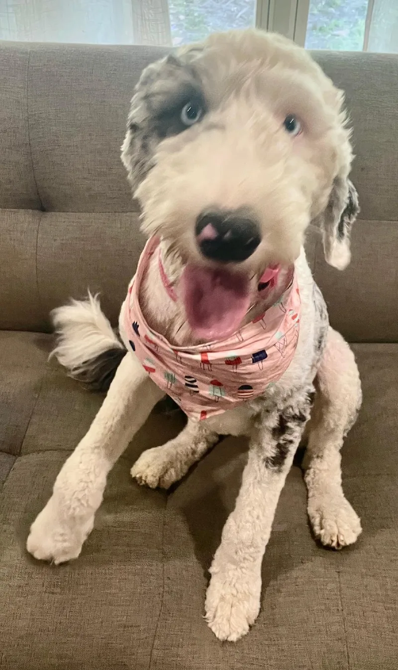 Pepper thumbnail 4
