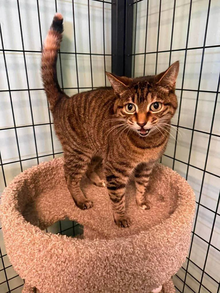 A senior medium-sized female Domestic Short Hair cat named Montreal for adoption in Fort Mill, SC
