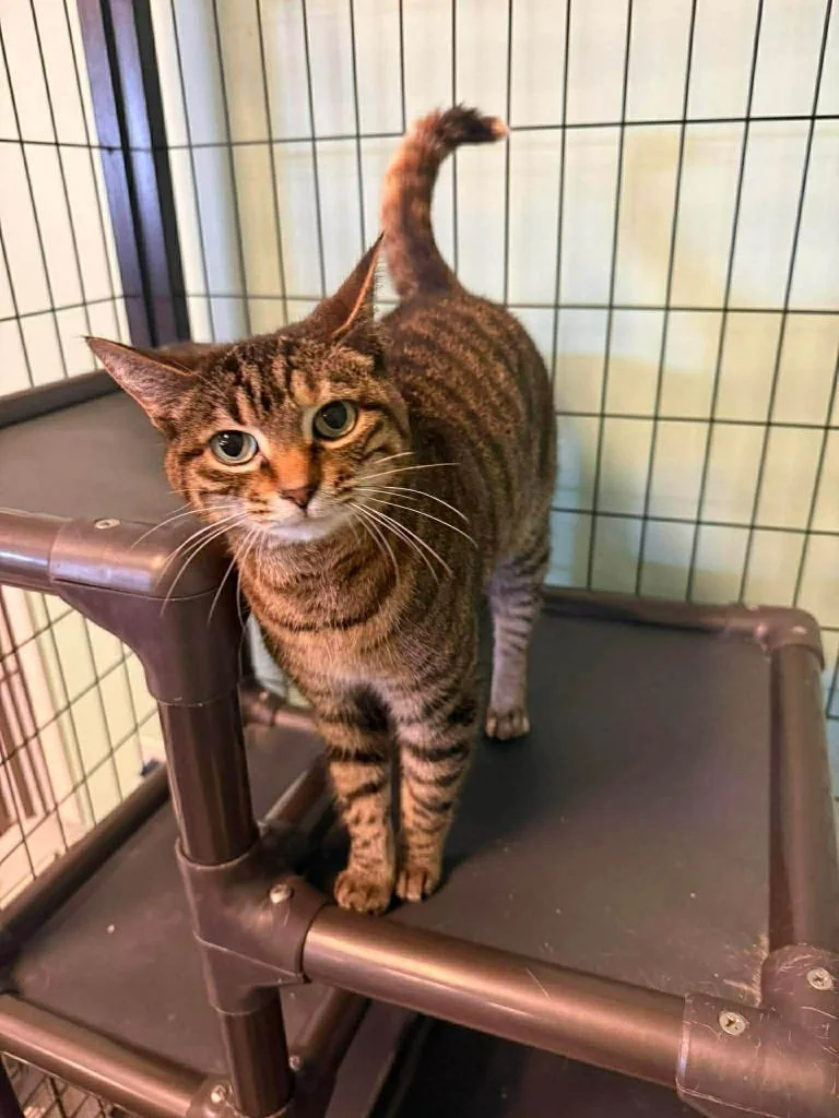 Montreal thumbnail 2