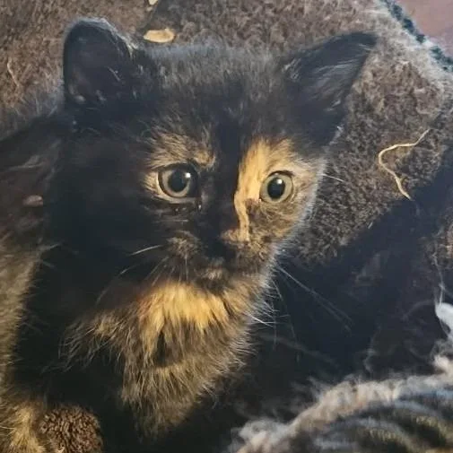 A baby small-sized female Tortoiseshell Domestic Short Hair cat named Cinder C for adoption in Princeton, MN