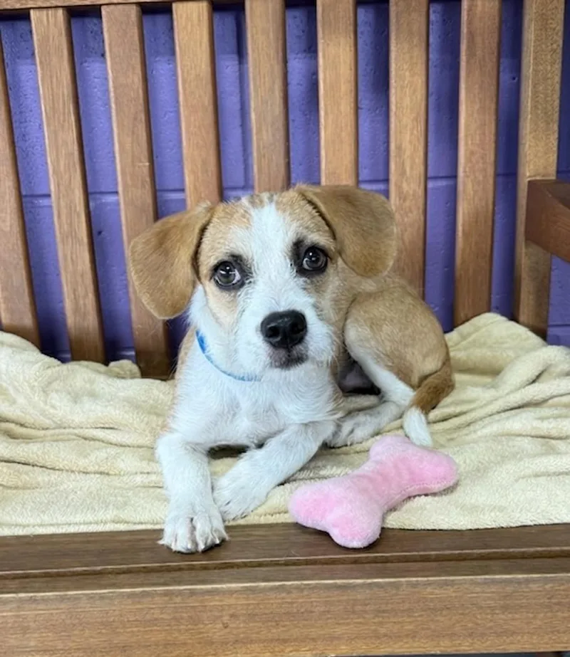A baby medium-sized female Terrier dog named Maize for adoption in North Prairie, WI
