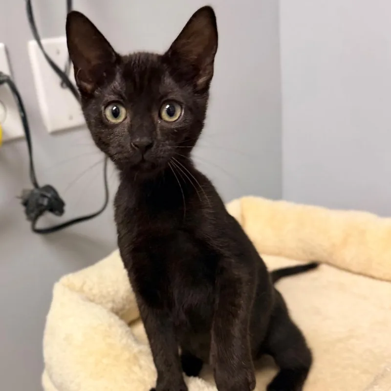A young medium-sized female Black Domestic Short Hair cat named Alleycvt for adoption in miami, FL