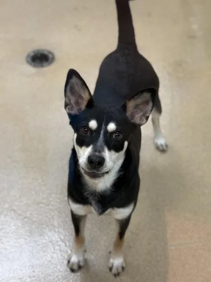 An adult medium-sized female Mixed Breed dog named Kayla for adoption in North Miami Beach, FL