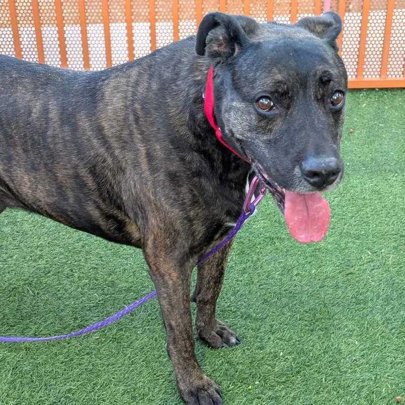 A senior large-sized male Brindle Pit Bull Terrier dog named Nova for adoption in Las Vegas, NV