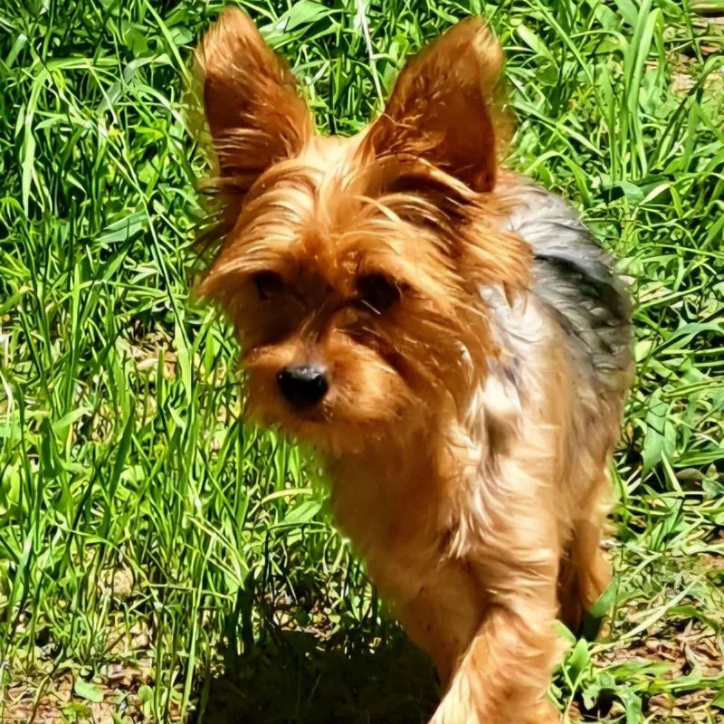 An adult small-sized female Yorkshire Terrier dog named Jazzie for adoption in Tucson, AZ