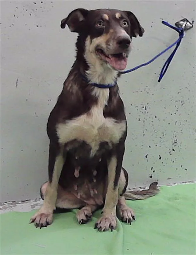 A young medium-sized female Husky dog named A for adoption in Houston, TX