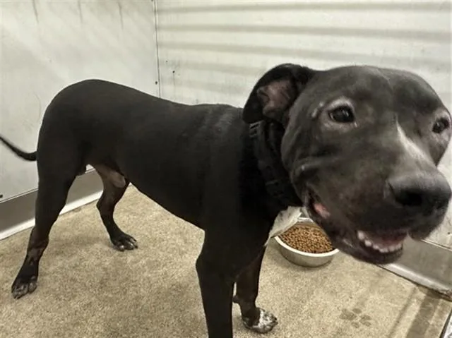 A young large-sized male Pit Bull Terrier dog named Rorry for adoption in San Bernardino, CA