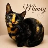 A young medium-sized female Tortoiseshell Domestic Short Hair cat named Mimsy for adoption in Portsmouth, OH