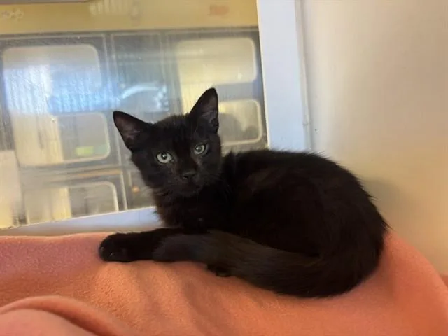 A baby small-sized male Domestic Short Hair cat named Dusk for adoption in Riverside, CA