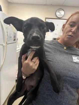 A baby small-sized male Terrier dog named Dobby for adoption in Palm Coast, FL