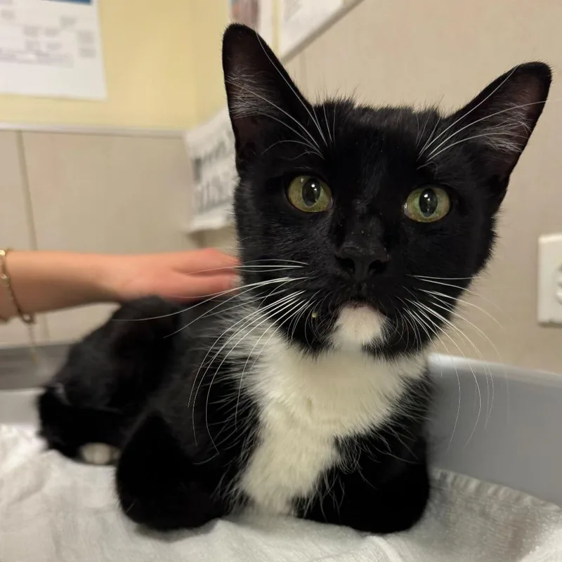 An adult medium-sized female Black Domestic Short Hair cat named Abby for adoption in Chicago, IL