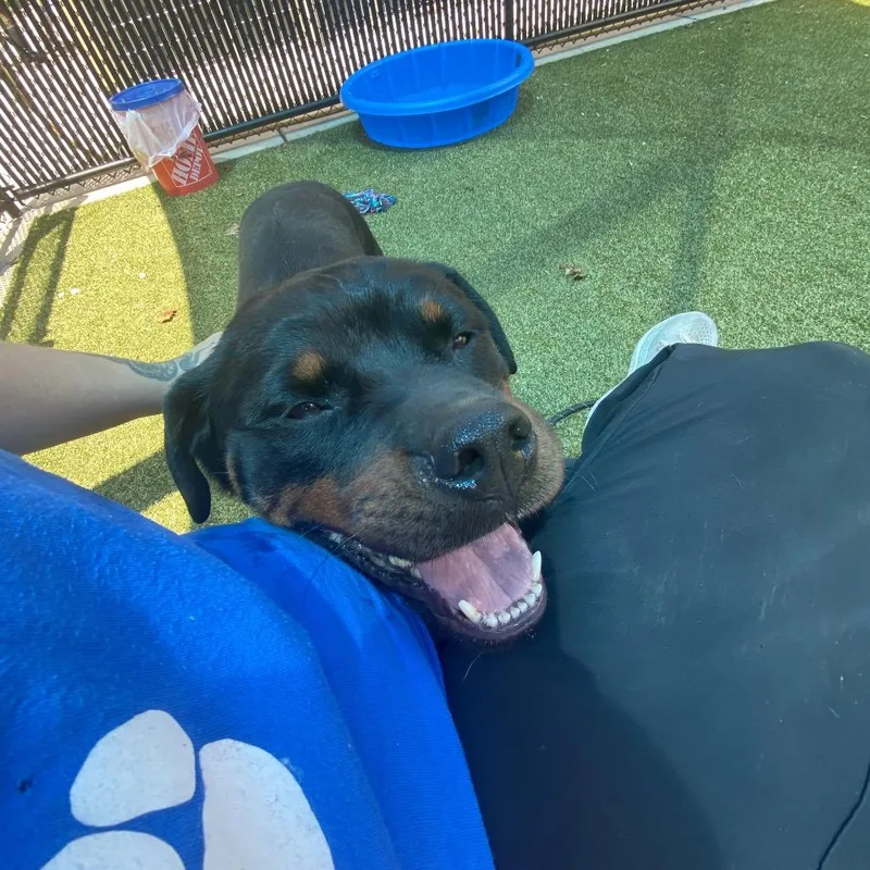 An adult large-sized female Black Rottweiler dog named Wanda for adoption in Greensboro, NC