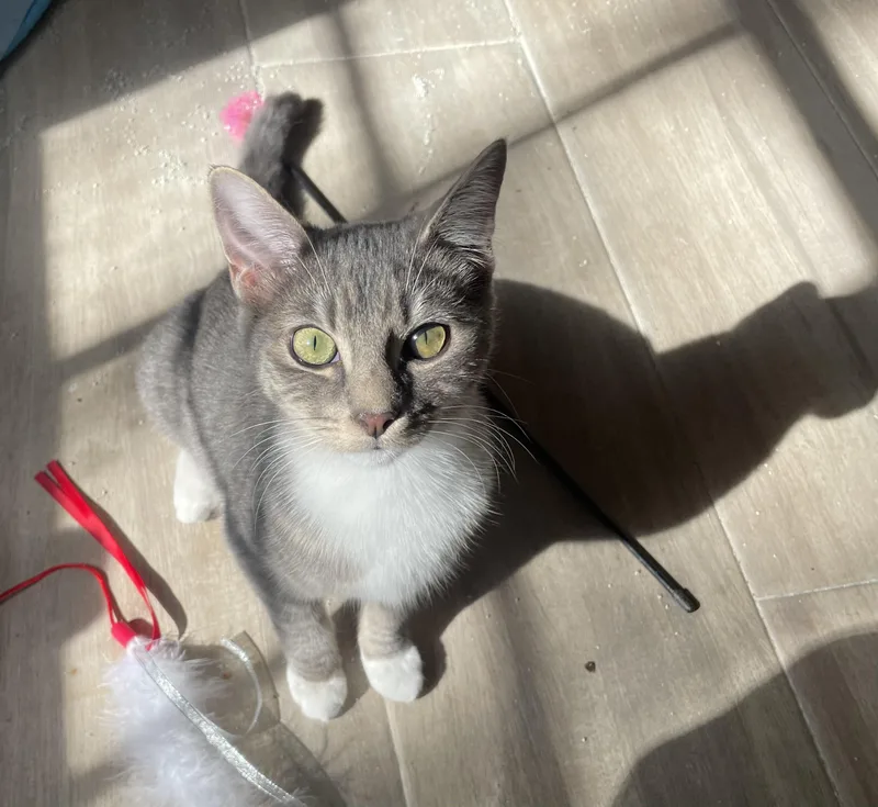 Bryceportofino Petsmart thumbnail 2