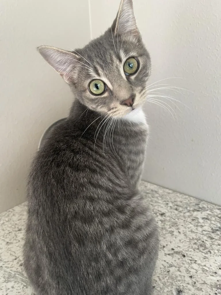 Bryceportofino Petsmart thumbnail 3