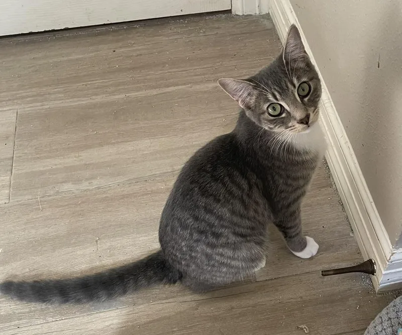 Bryceportofino Petsmart thumbnail 4