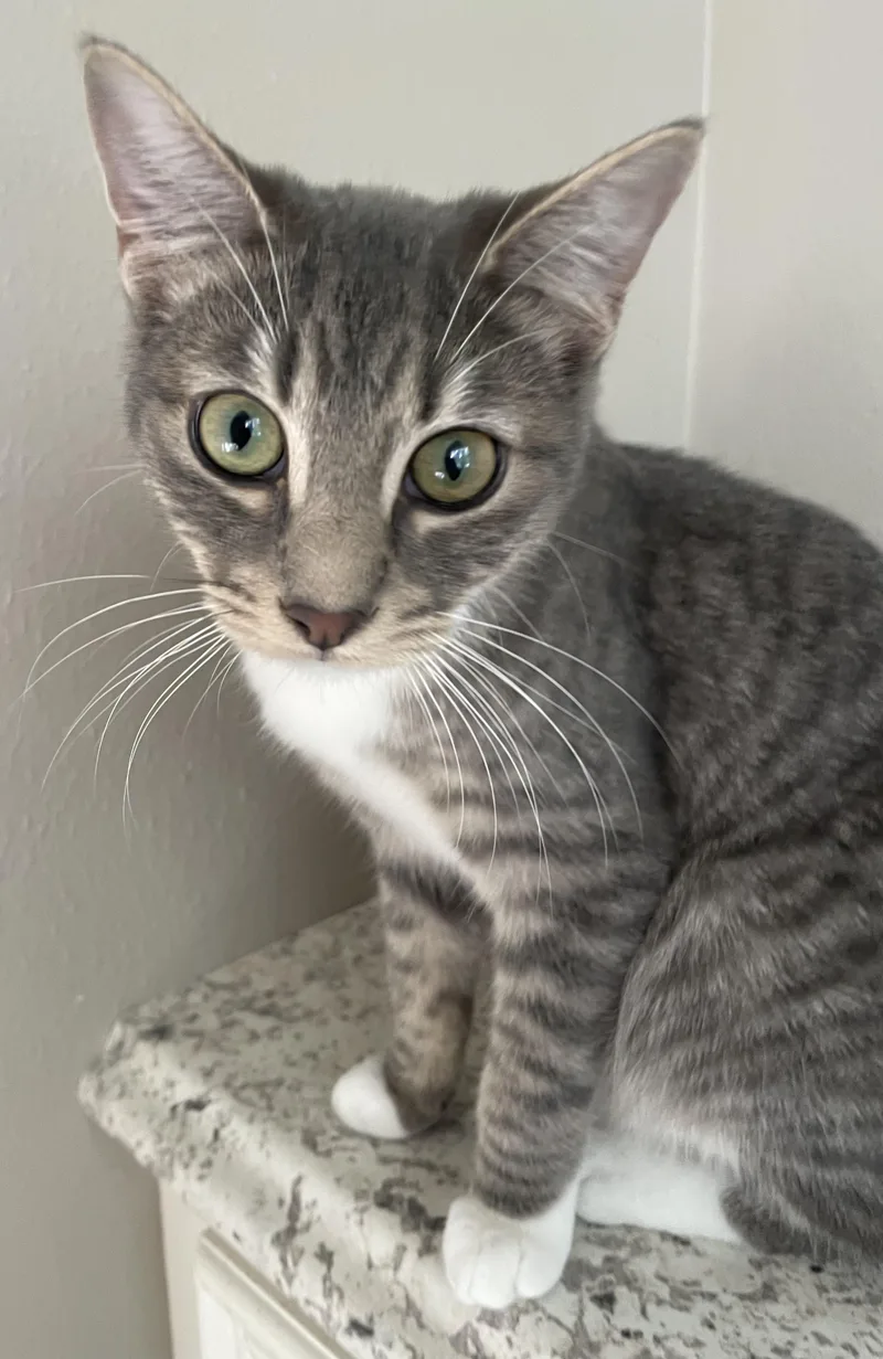 Bryceportofino Petsmart