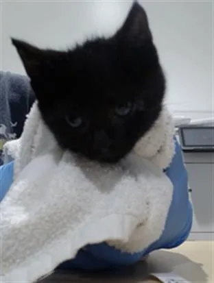 A baby small-sized female Domestic Short Hair cat named Rosalia for adoption in San Francisco, CA