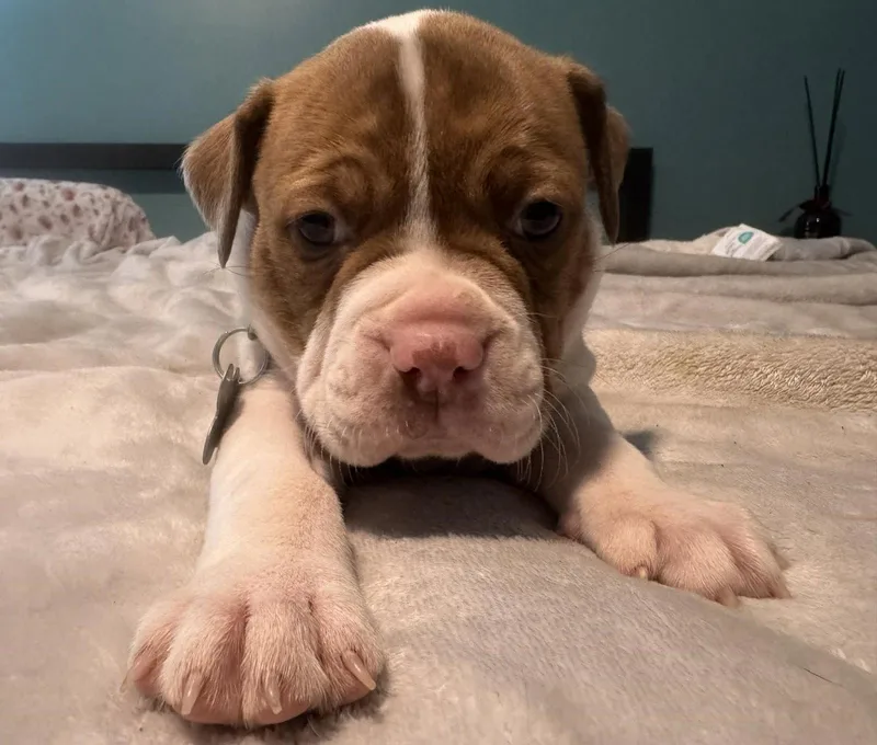 Tank  The Wrecking thumbnail 2