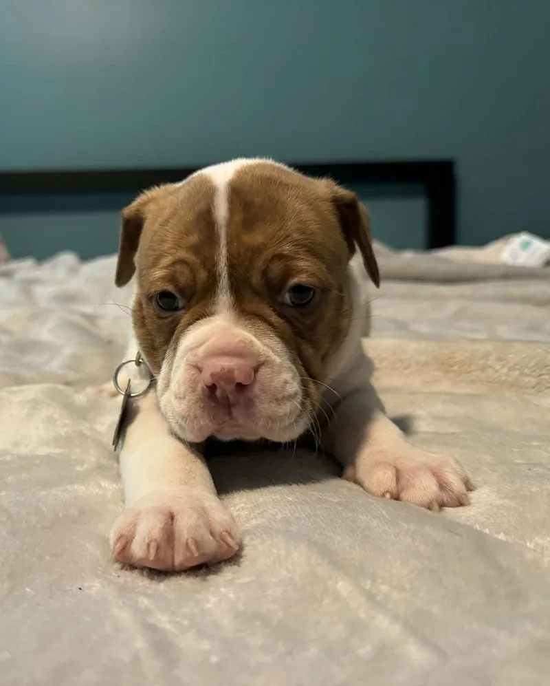 Tank  The Wrecking thumbnail 3