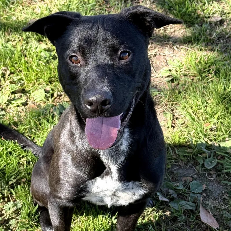 A young medium-sized male Black Pit Bull Terrier dog named Funny for adoption in San Jacinto, CA