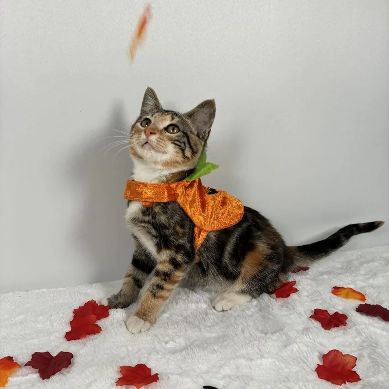 A baby small-sized female Domestic Short Hair cat named Sandra Dee for adoption in Johnson City, TN