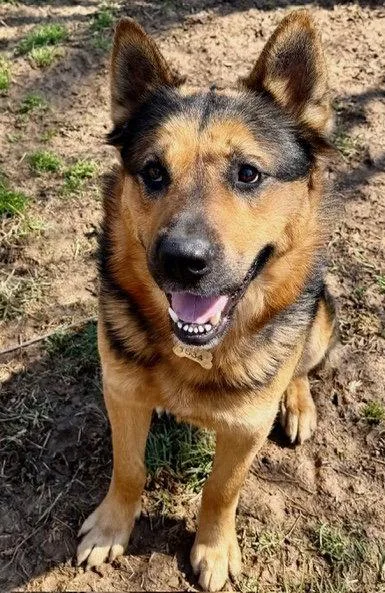 Goliath