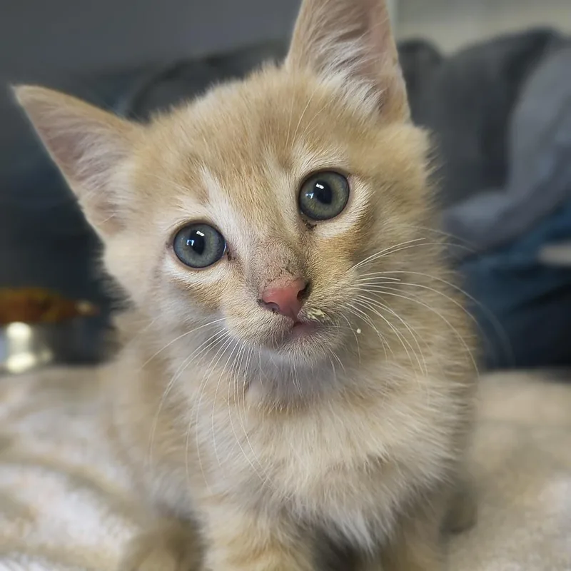 A baby small-sized male Orange / Red Domestic Short Hair cat named Copper for adoption in Othello, WA