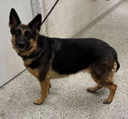 An adult extra large-sized female Black German Shepherd Dog dog named Tikki for adoption in Kansas City, MO