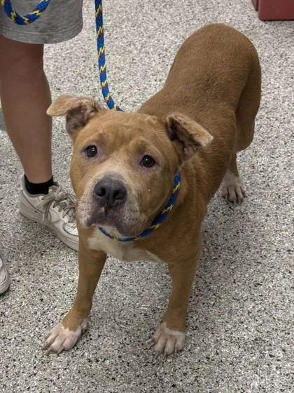 An adult large-sized female Yellow / Tan / Blond / Fawn Pit Bull Terrier dog named Fenetta for adoption in Kansas City, MO