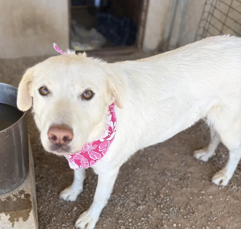 An adult large-sized female Labrador Retriever dog named LAC  Indie for adoption in San Diego, CA