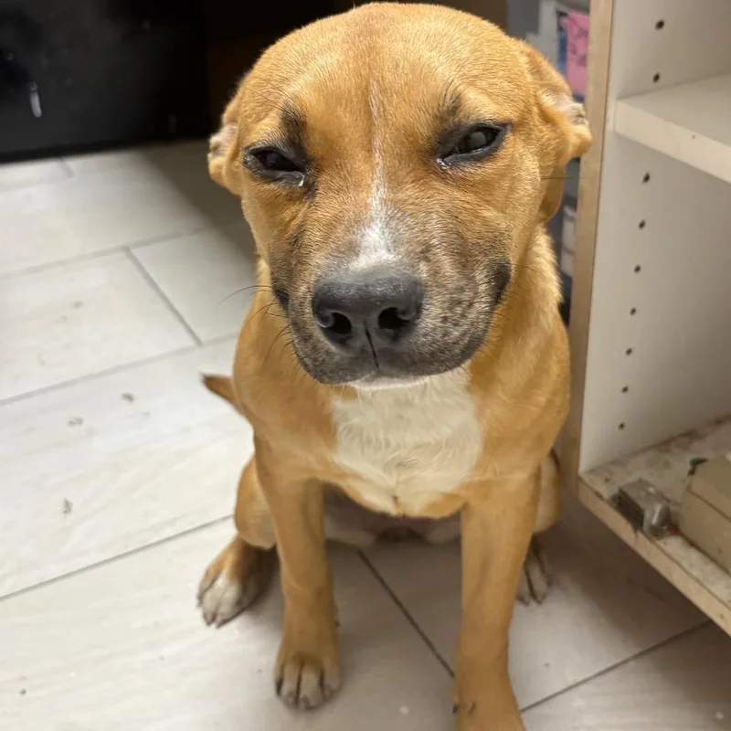 A young medium-sized female Yellow / Tan / Blond / Fawn Black Mouth Cur dog named Smiley for adoption in Lufkin, TX