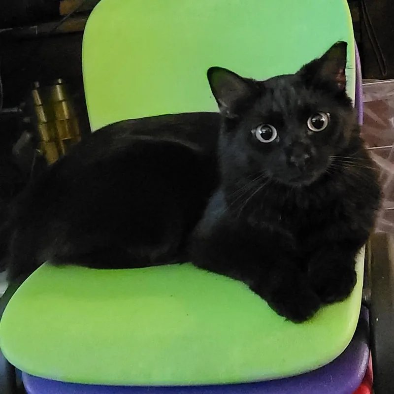 A young small-sized male Black Domestic Short Hair cat named Wayne for adoption in Long Beach, CA
