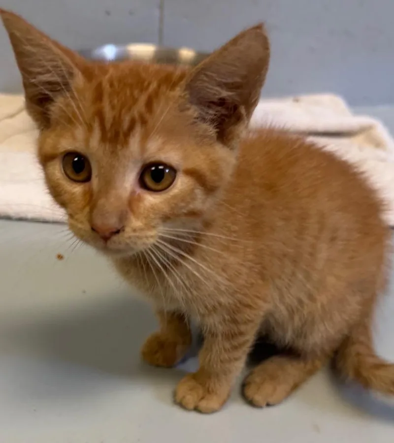 A baby small-sized male Domestic Short Hair cat named Odie for adoption in Greenwood, MS