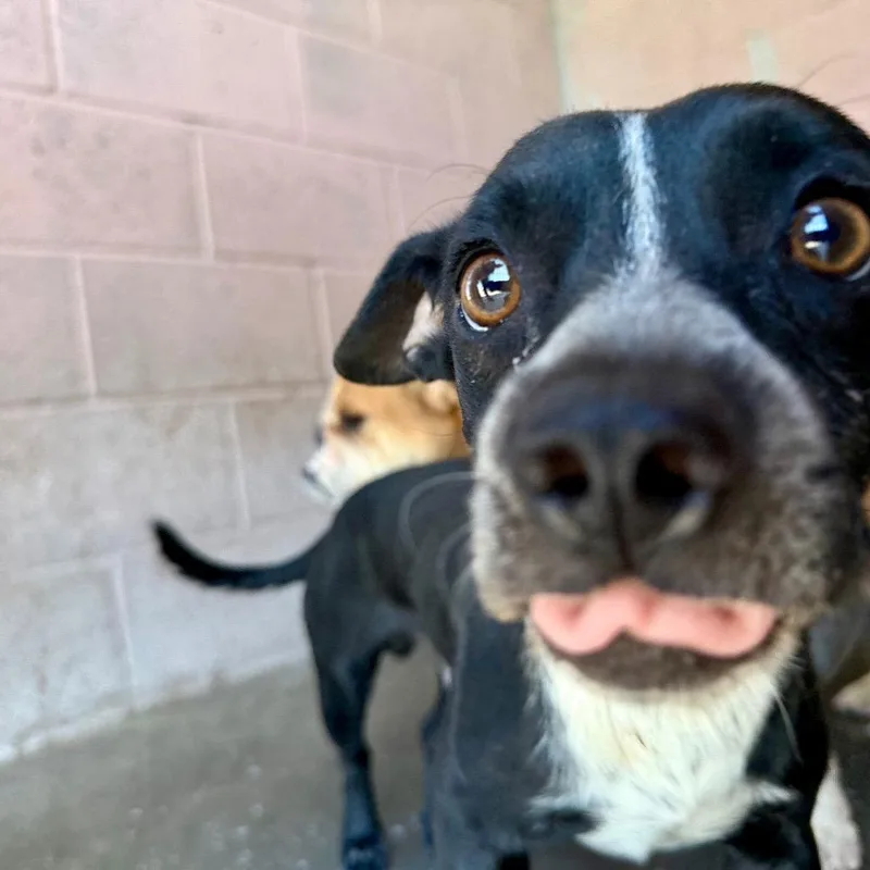 A young small-sized male Black Chihuahua dog named Weaver for adoption in Yuma, AZ