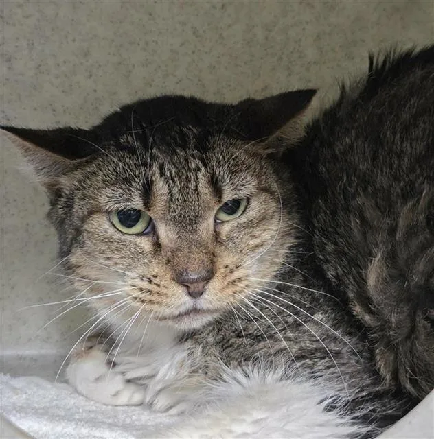 A young small-sized female Domestic Short Hair cat named Pearl for adoption in San Antonio, TX