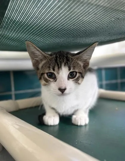 A baby small-sized male Domestic Short Hair cat named Knight for adoption in Honolulu, HI