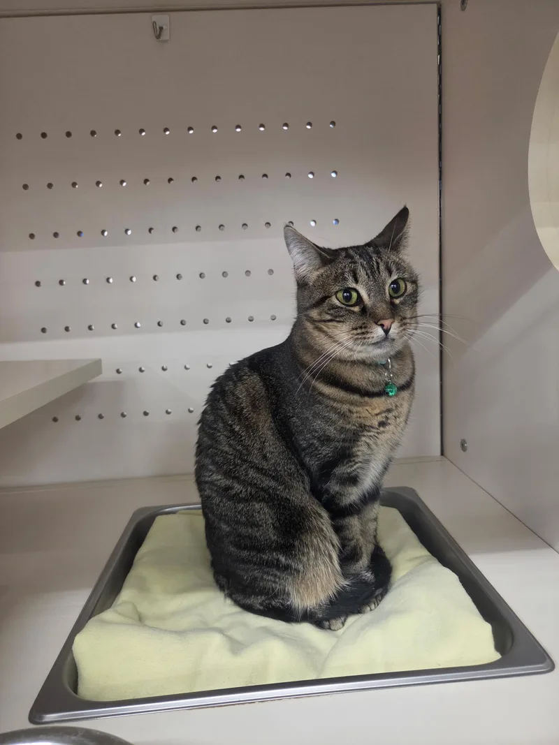 An adult medium-sized female Domestic Short Hair cat named Millie for adoption in Pocatello, ID
