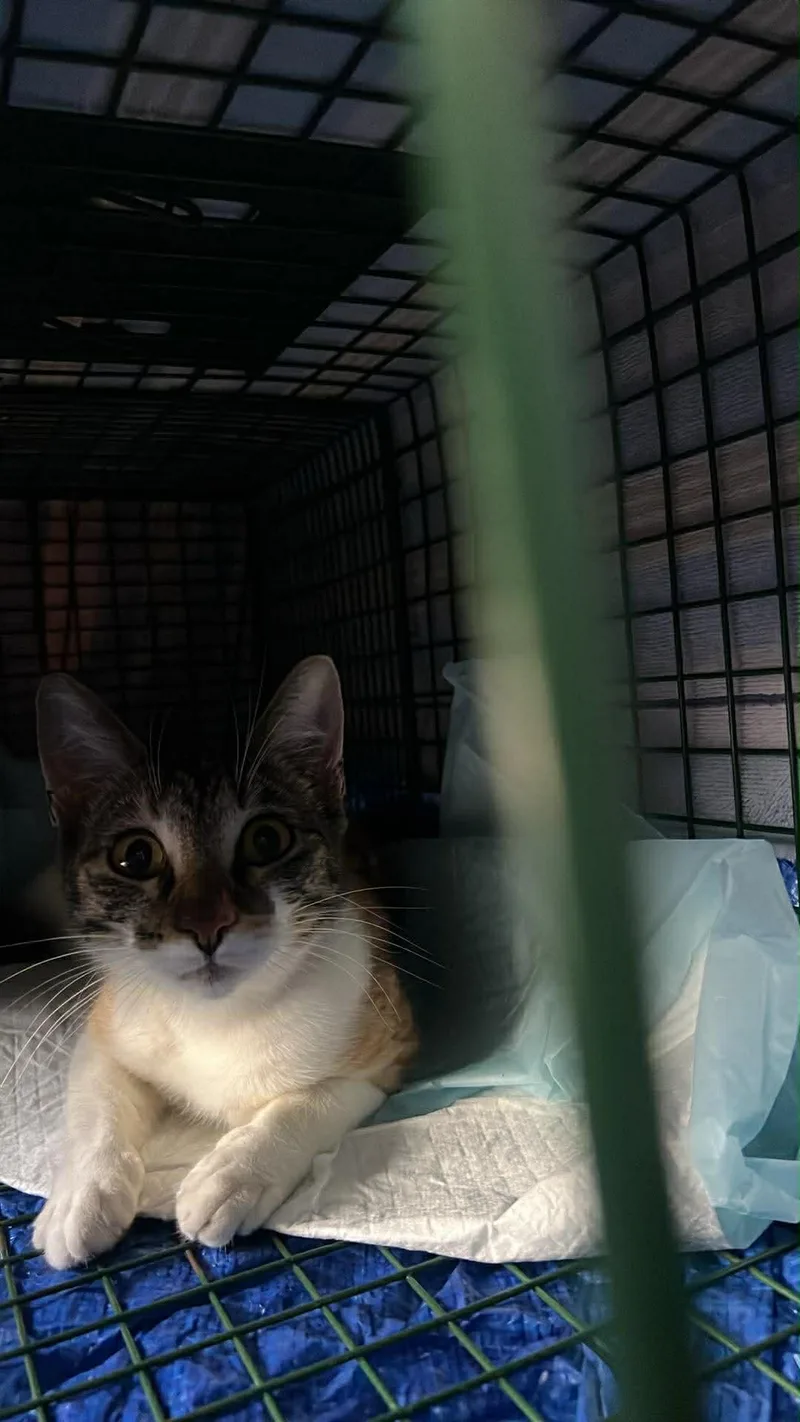 A baby medium-sized female Calico Domestic Short Hair cat named Prastuti for adoption in Houston, TX