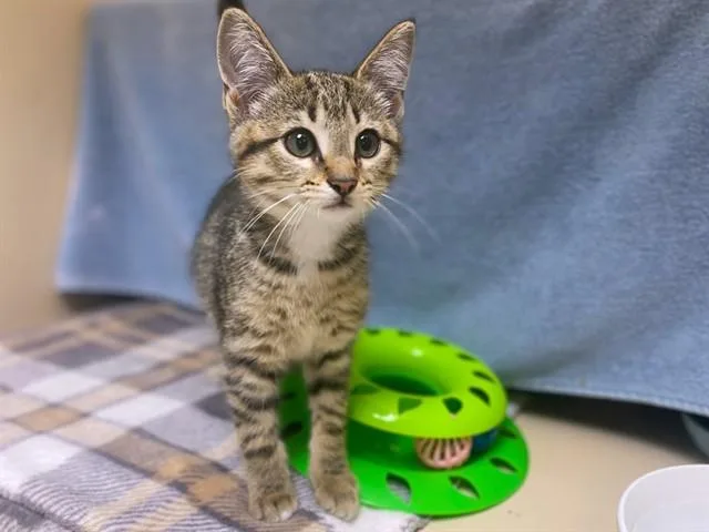 A baby small-sized female Domestic Short Hair cat named Miss Miracle for adoption in Fort Wayne, IN