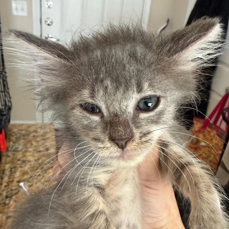 A baby small-sized male Gray / Blue / Silver Domestic Short Hair cat named Rollins for adoption in Austin, TX