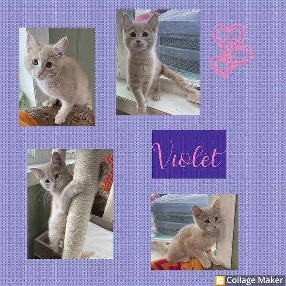 A young medium-sized female Domestic Short Hair cat named Violet for adoption in Clearfield, PA