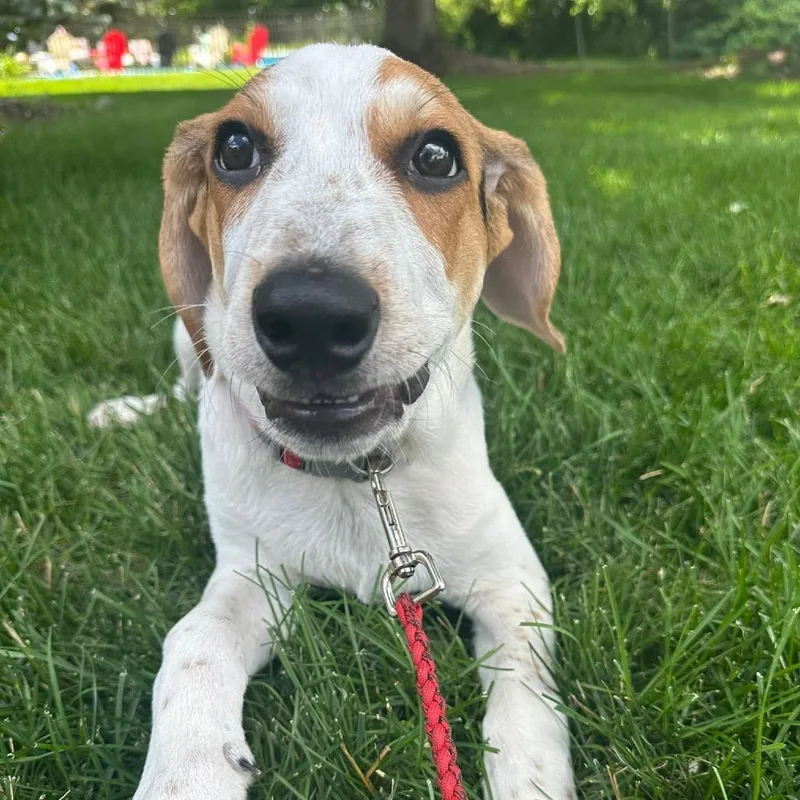 A baby small-sized male White / Cream Beagle dog named Copper for adoption in St. Charles, IL
