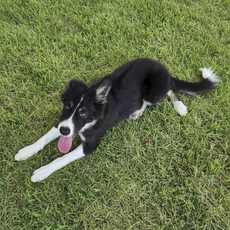 A baby medium-sized male Tricolor (Brown, Black, & White) Border Collie dog named Padfoot for adoption in Caldwell, TX