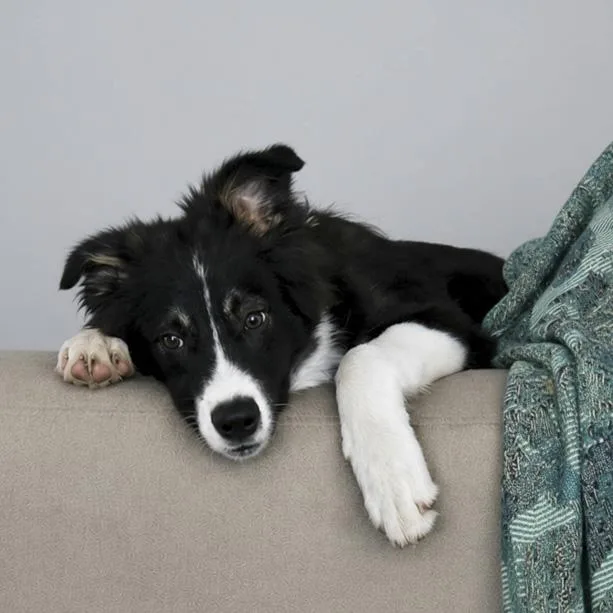 Padfoot thumbnail 2
