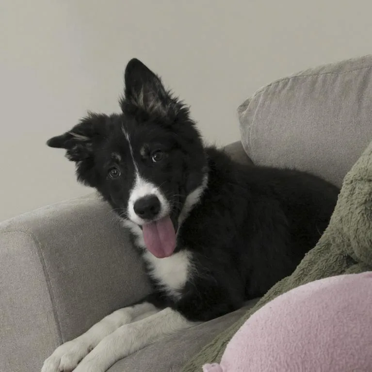 Padfoot thumbnail 3