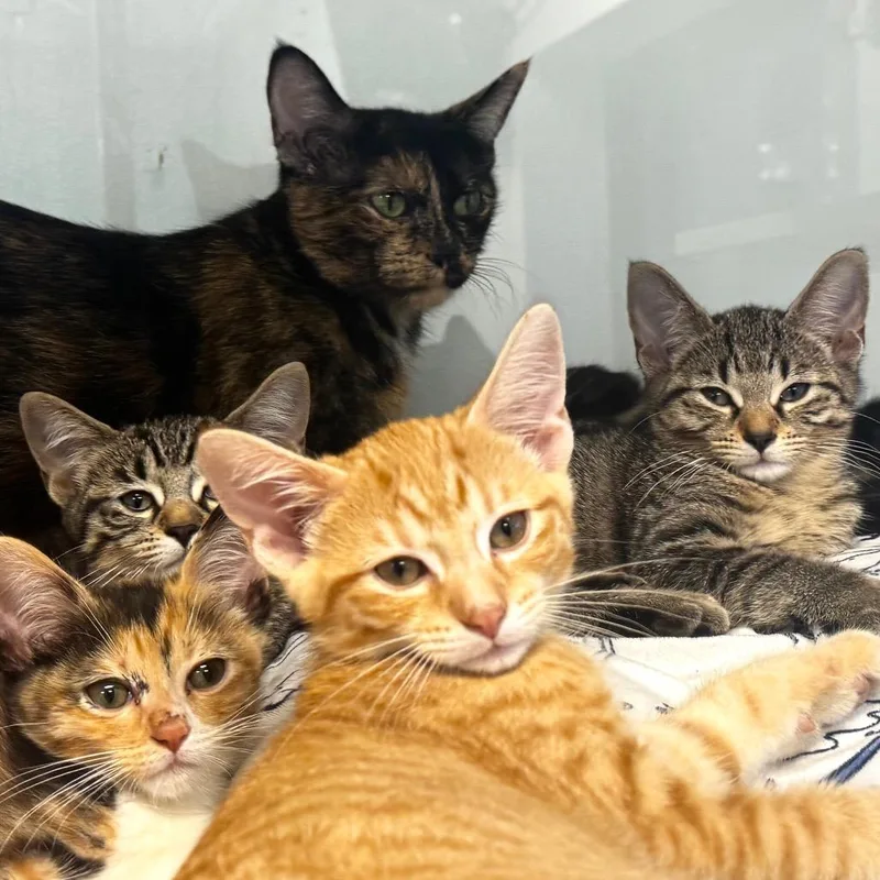 A baby small-sized male Orange / Red Domestic Short Hair cat named Jake Ryan for adoption in Wheeling, IL