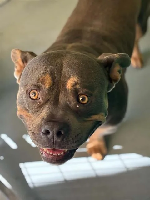An adult small-sized male American Bulldog dog named Petty Sharp for adoption in Visalia, CA