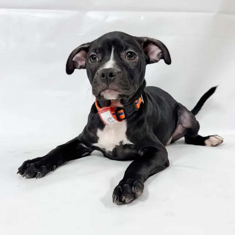 A baby medium-sized female Black Mixed Breed dog named Eleanor for adoption in Parker, CO