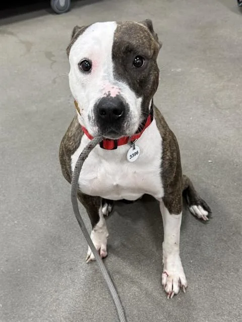 A young medium-sized female Pit Bull Terrier dog named Staples for adoption in Upper Marlboro, MD