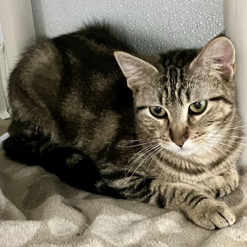 A young medium-sized female Gray / Blue / Silver Domestic Short Hair cat named Rose for adoption in Rock Falls, IL